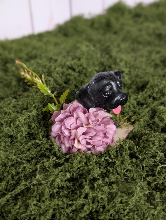 Black Floppy Eared Pup