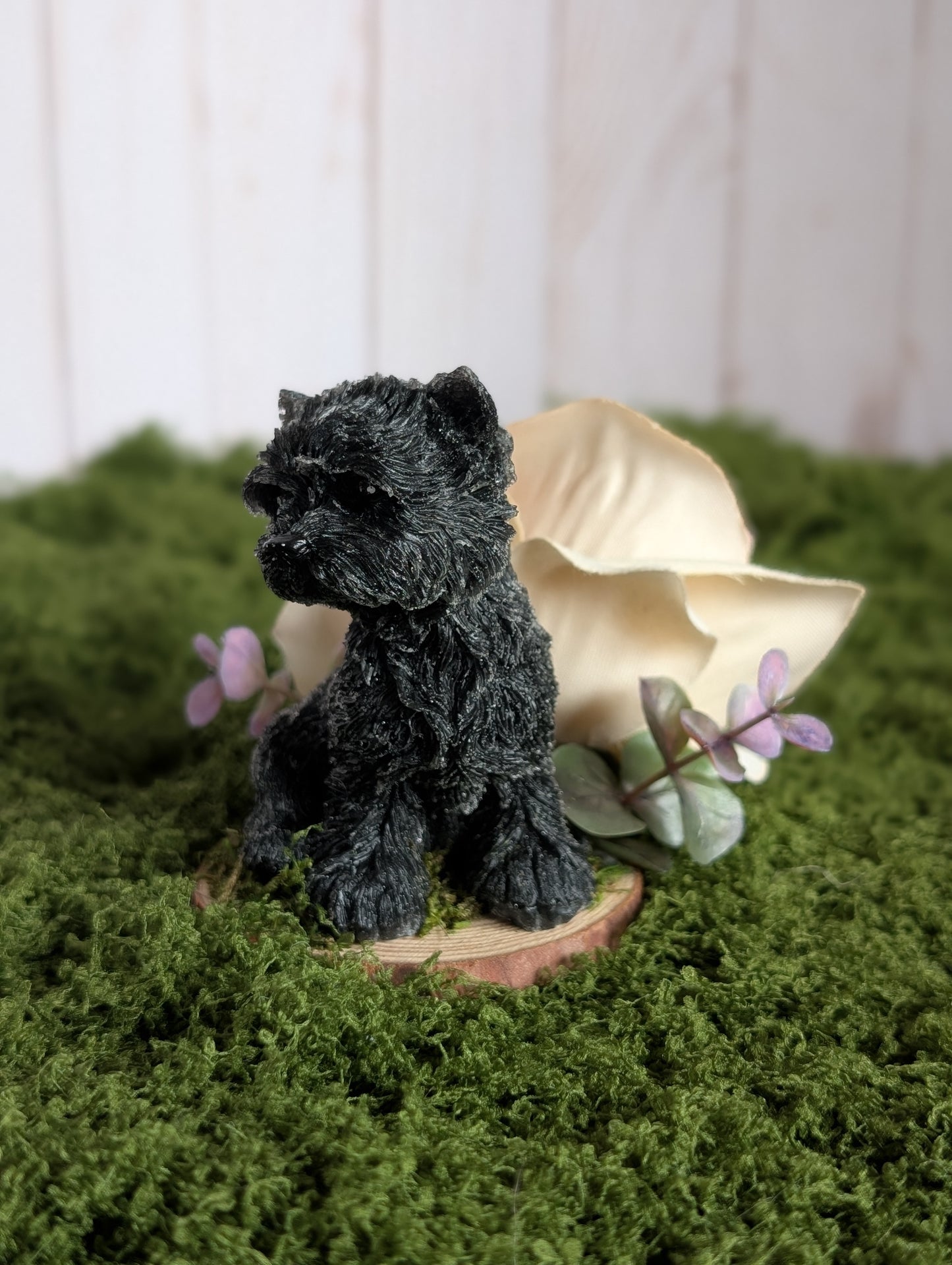 Black Terrier Puppy