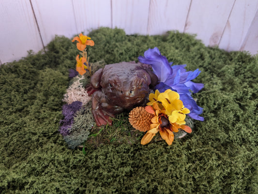 Brown Toad Garden