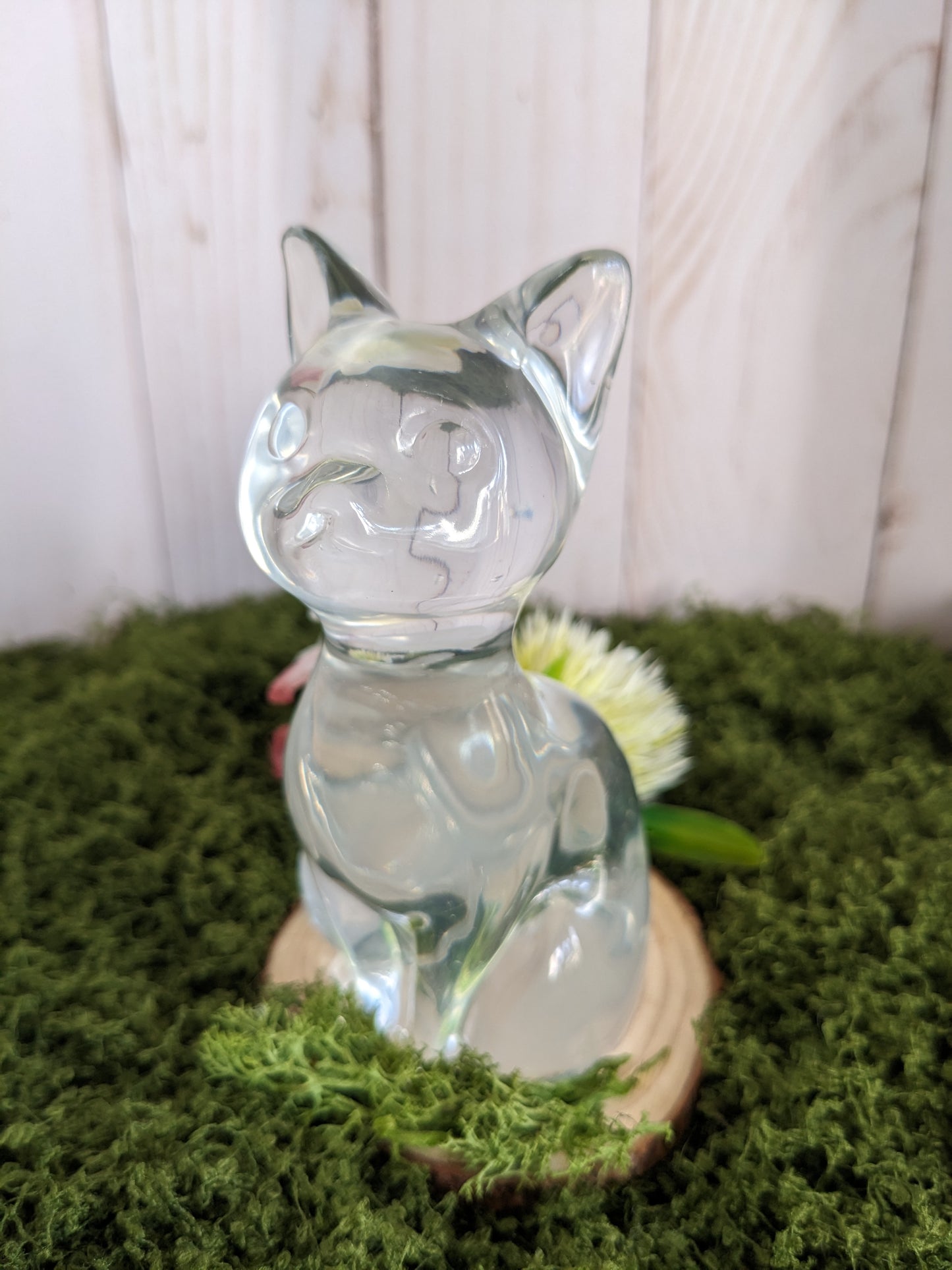 Clear Cat