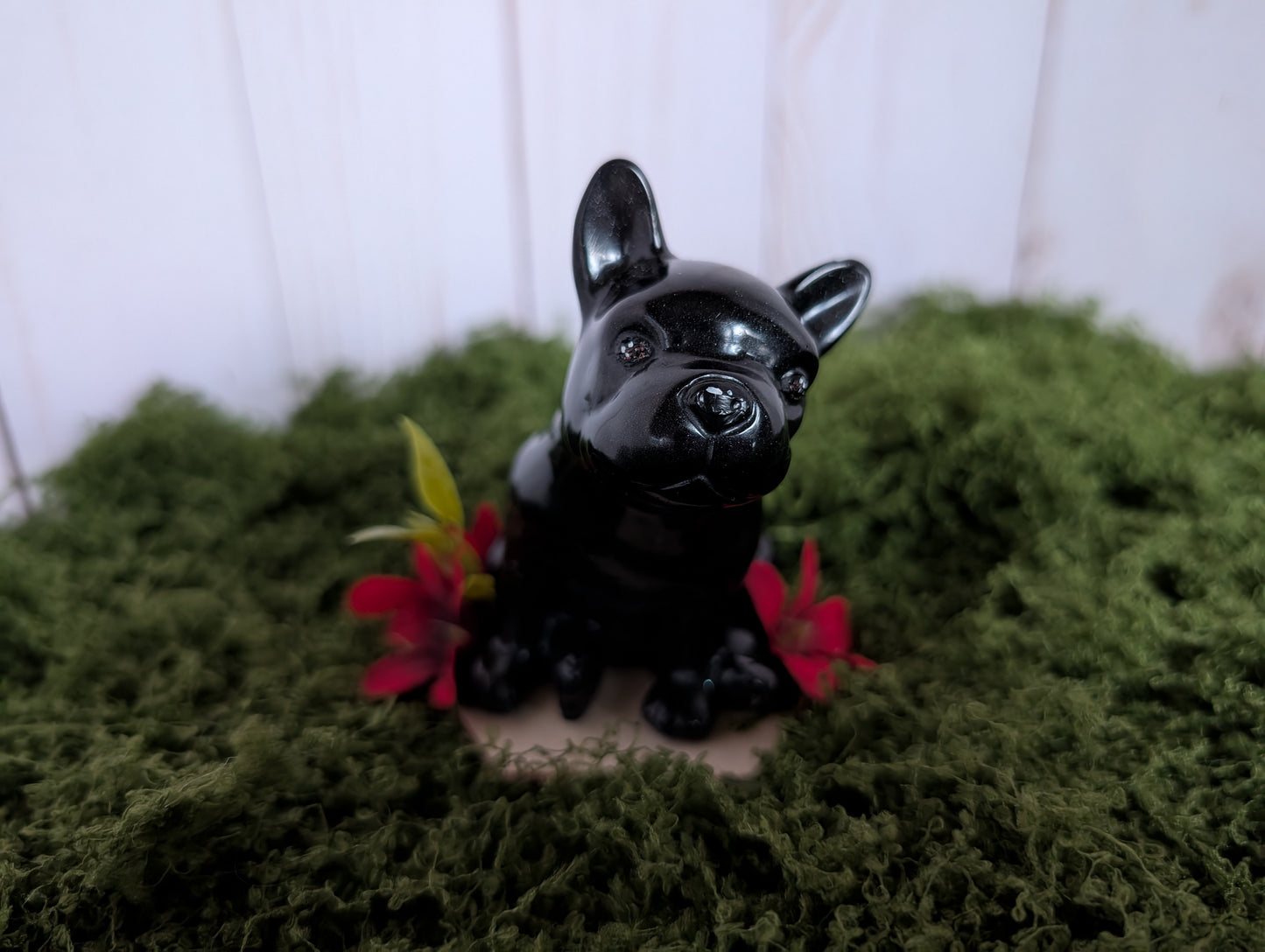 Black Frenchie Puppy