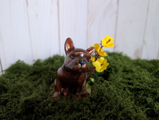 Brown Frenchie Puppy