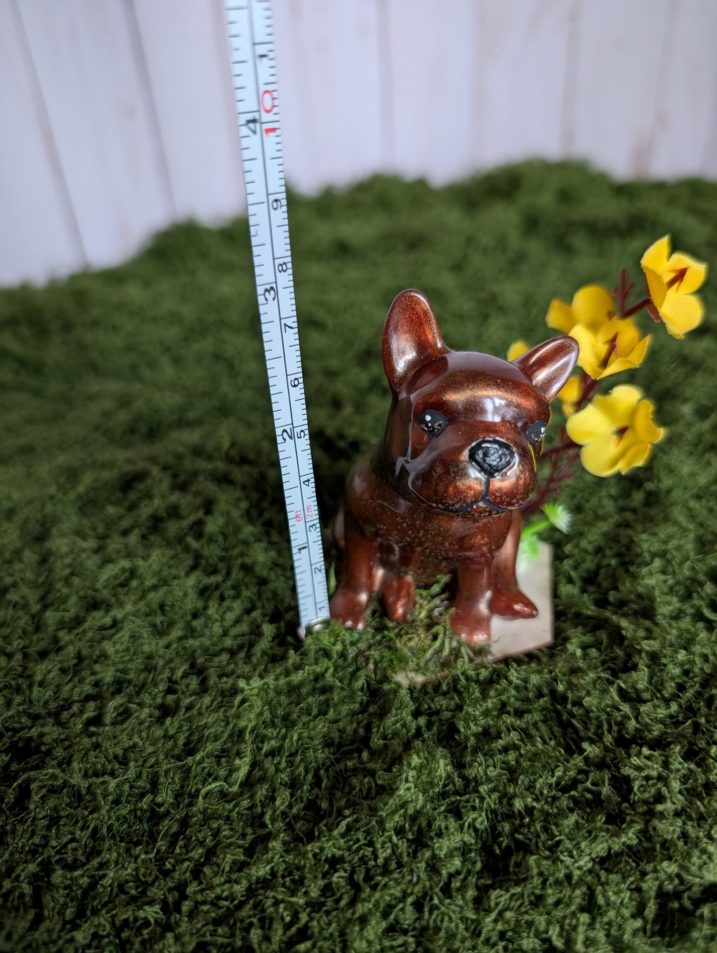 Brown Frenchie Puppy