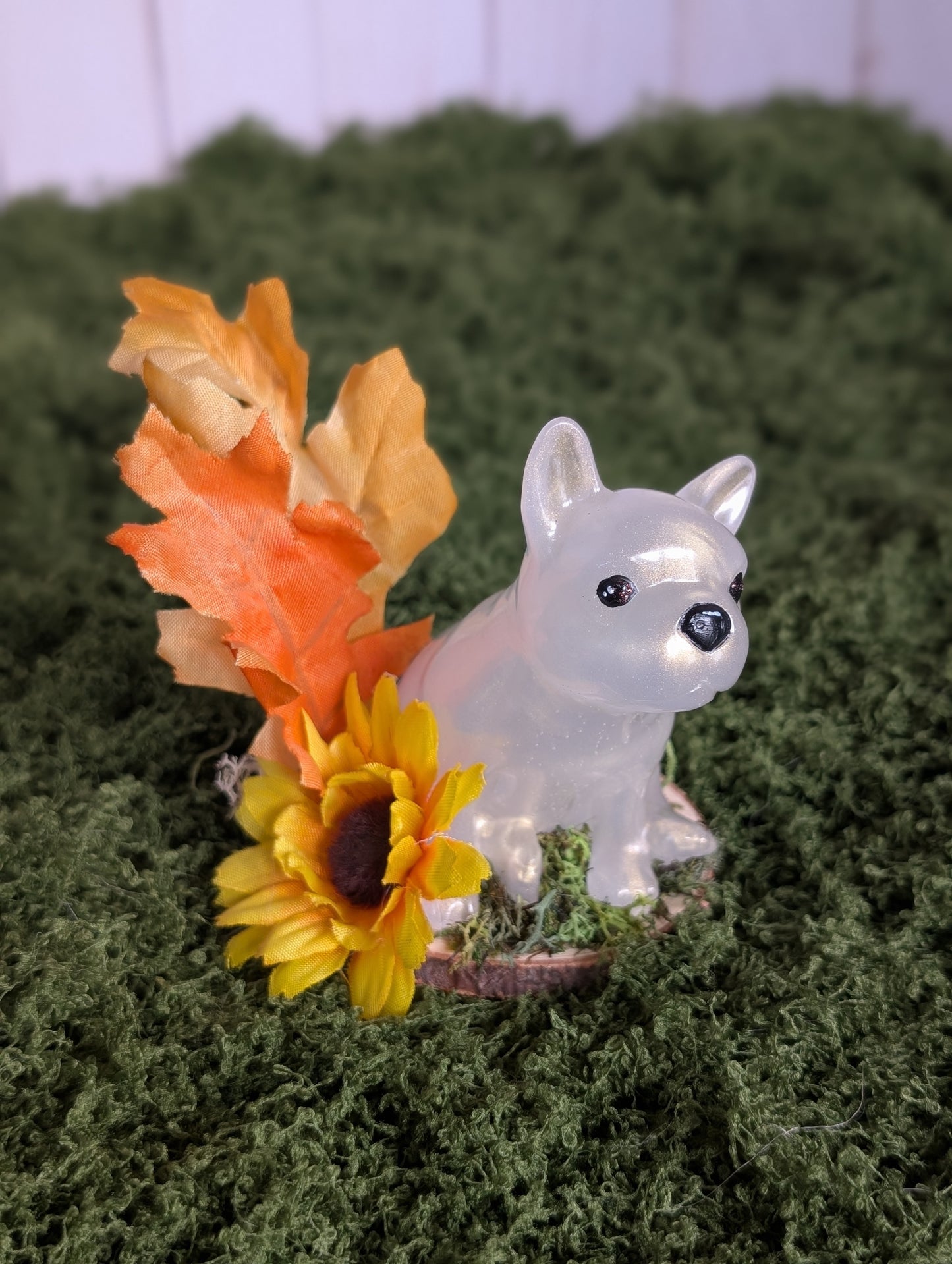 White Frenchie Puppy